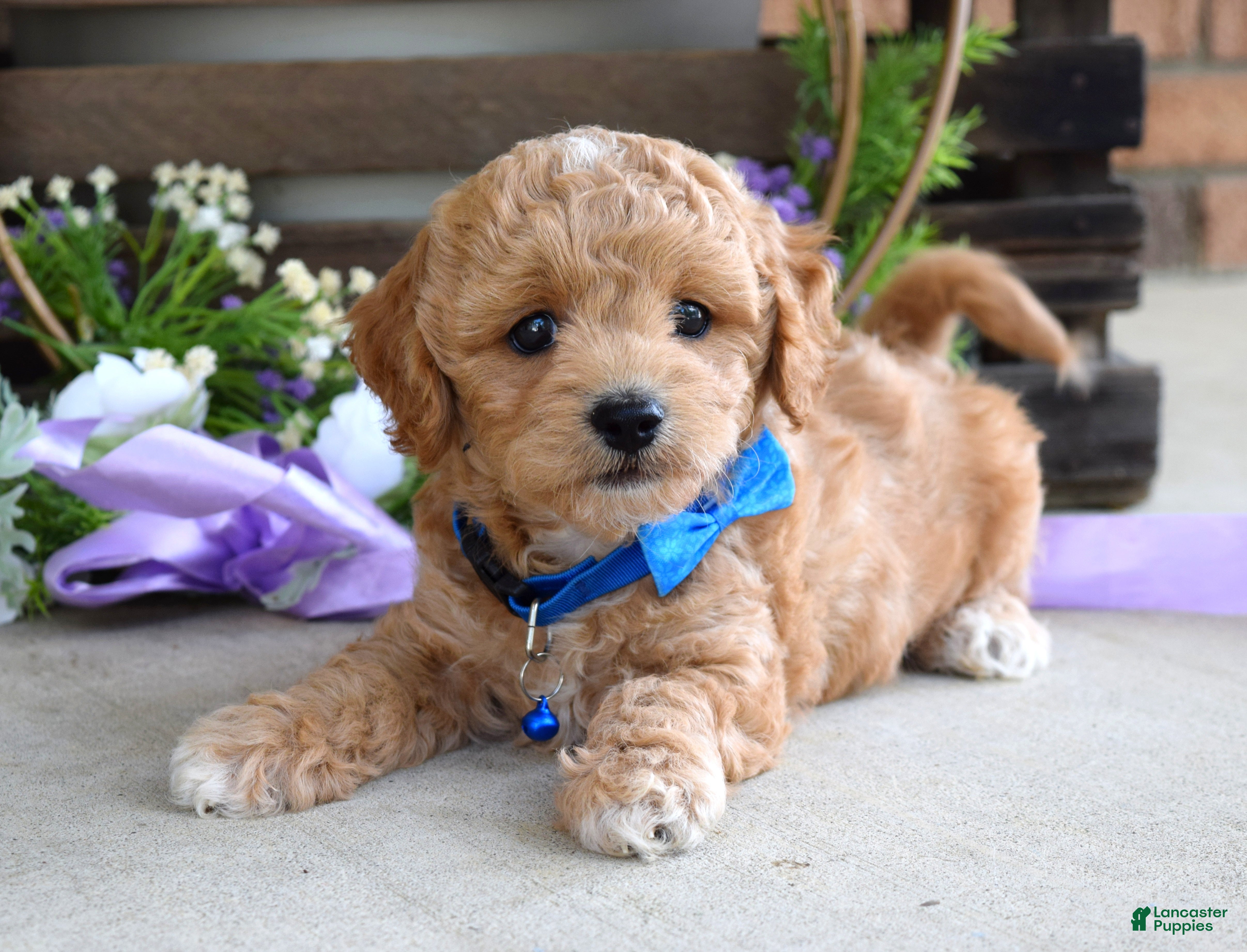 Maltipoo dogs Bentley  - Ad 1
