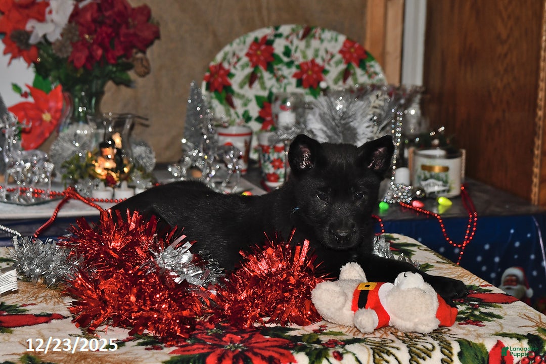 Belgian Malinois dogs for sale: Sarge - Ad 8