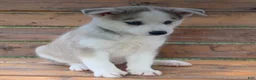 Alaskan Husky dogs for sale: Sabre - Ad 8