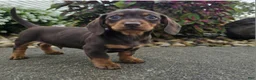 Dachshund dogs for sale: Rock - Ad 2