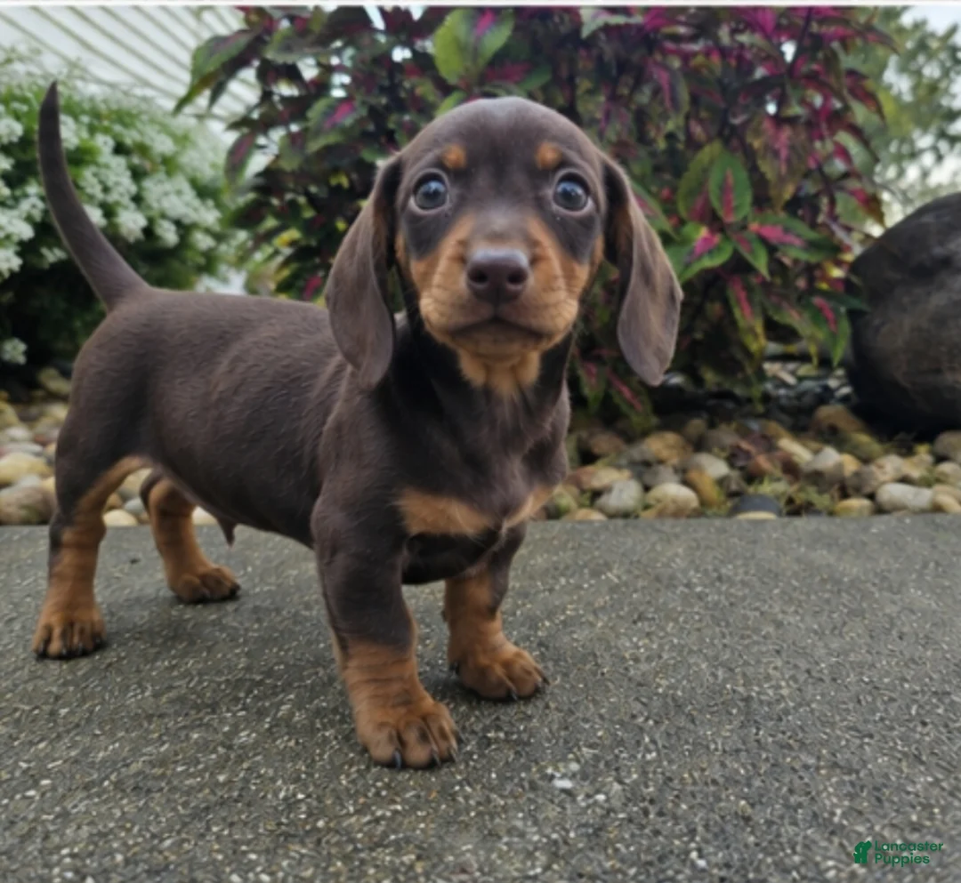 Dachshund dogs for sale: Rock - Ad 2
