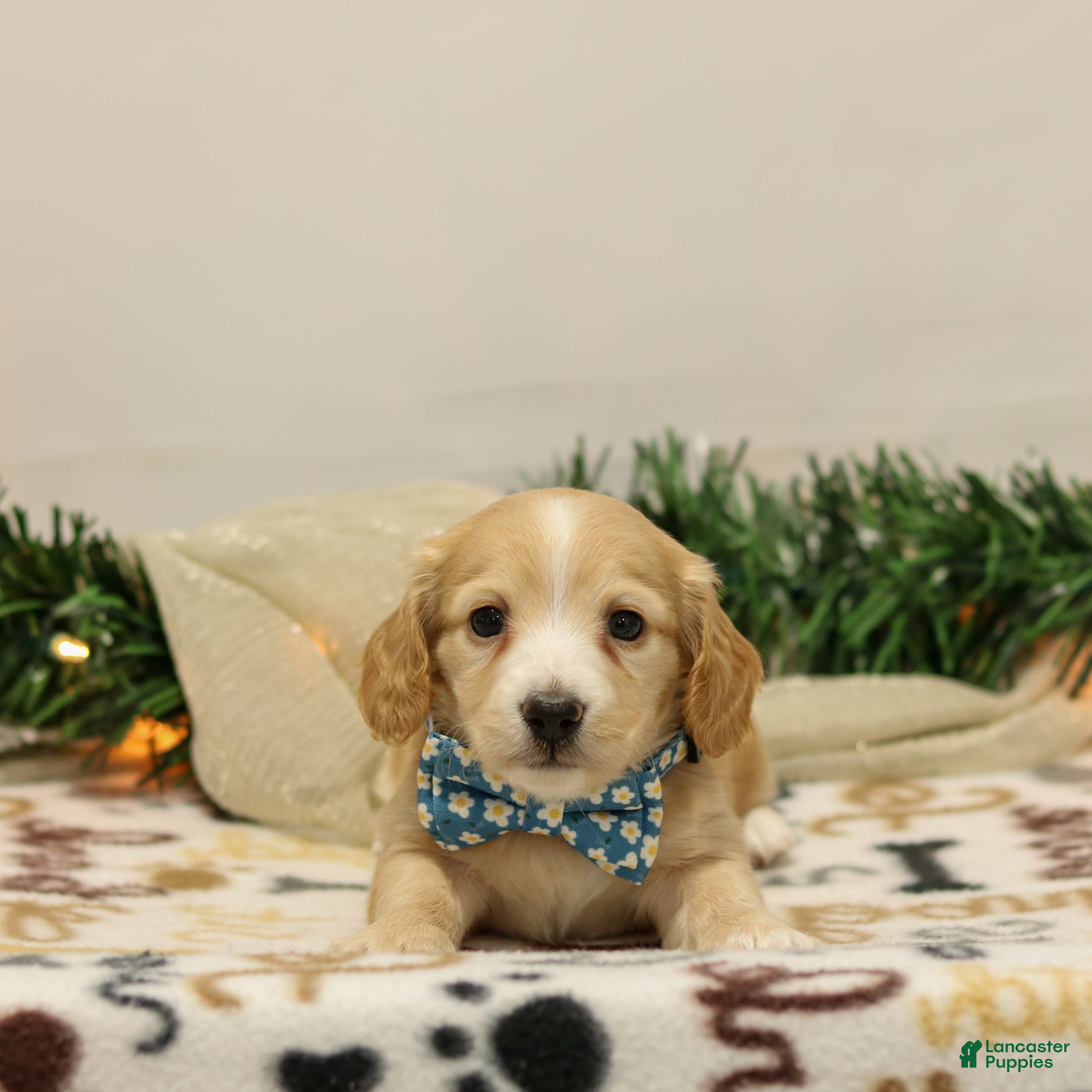 Miniature Dachshund dogs Noel - Ad 6