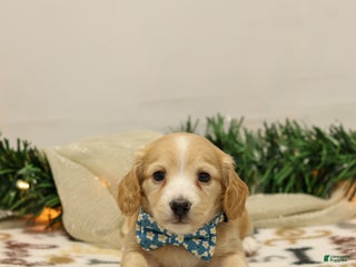 Miniature Dachshund dogs Noel - Ad 3