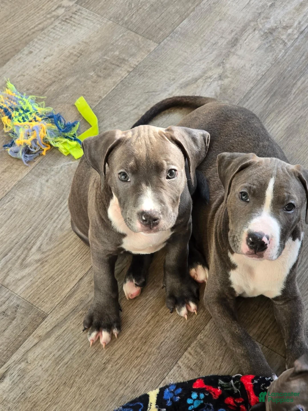 American Pit Bull Terrier dogs for sale: Princess - Ad 10