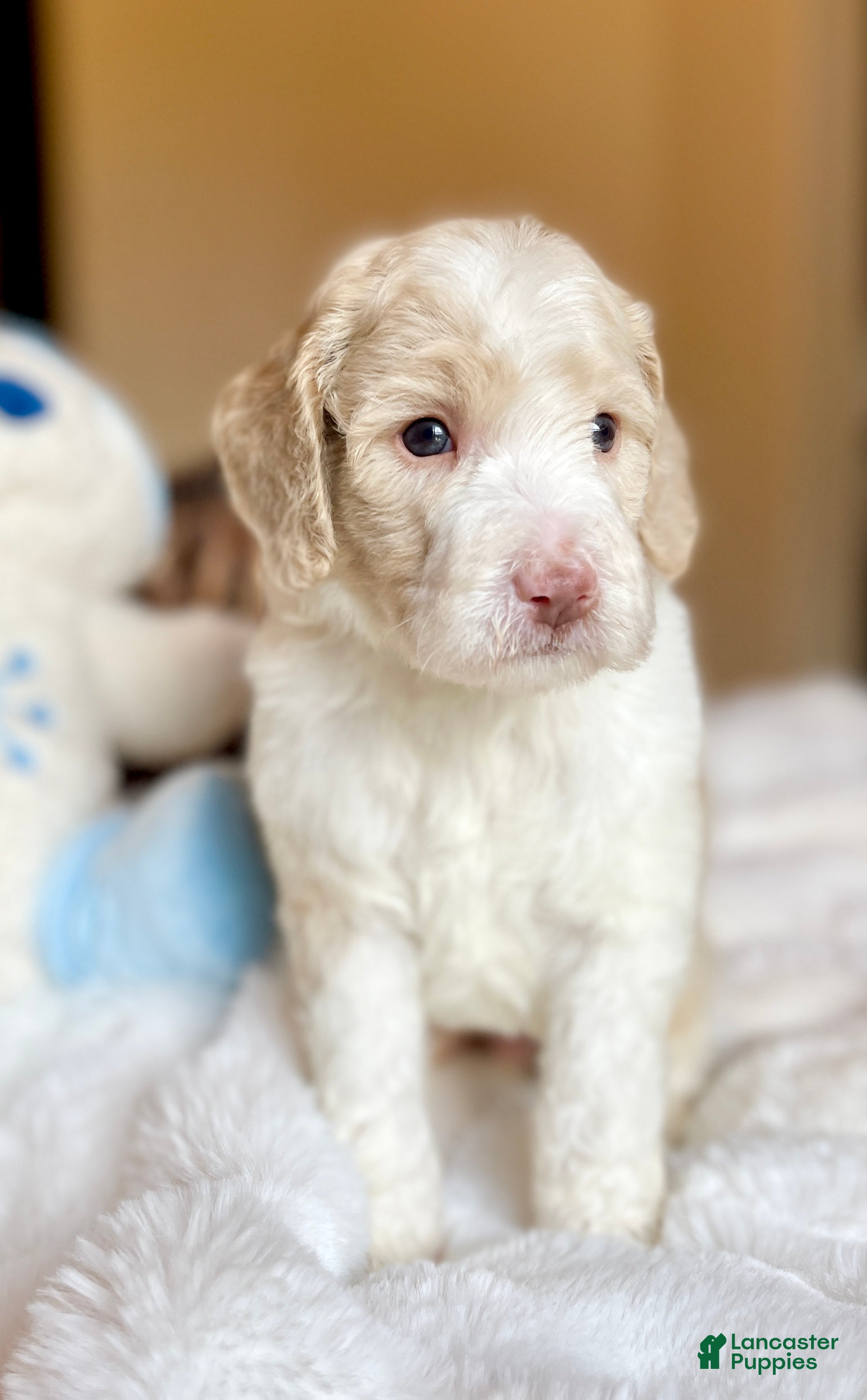 Labradoodle dogs Cole  - Ad 2