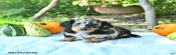 Miniature Dachshund dogs for sale: Princess - Ad 4