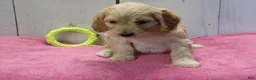 Cockapoo dogs for sale: Beverly - Ad 2