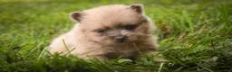 Pomeranian dogs for sale: Berlioz Pomeranian  - Ad 3