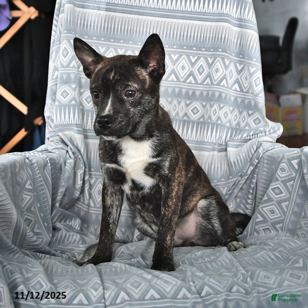 Other breed dogs for sale: Buck - Ad 3