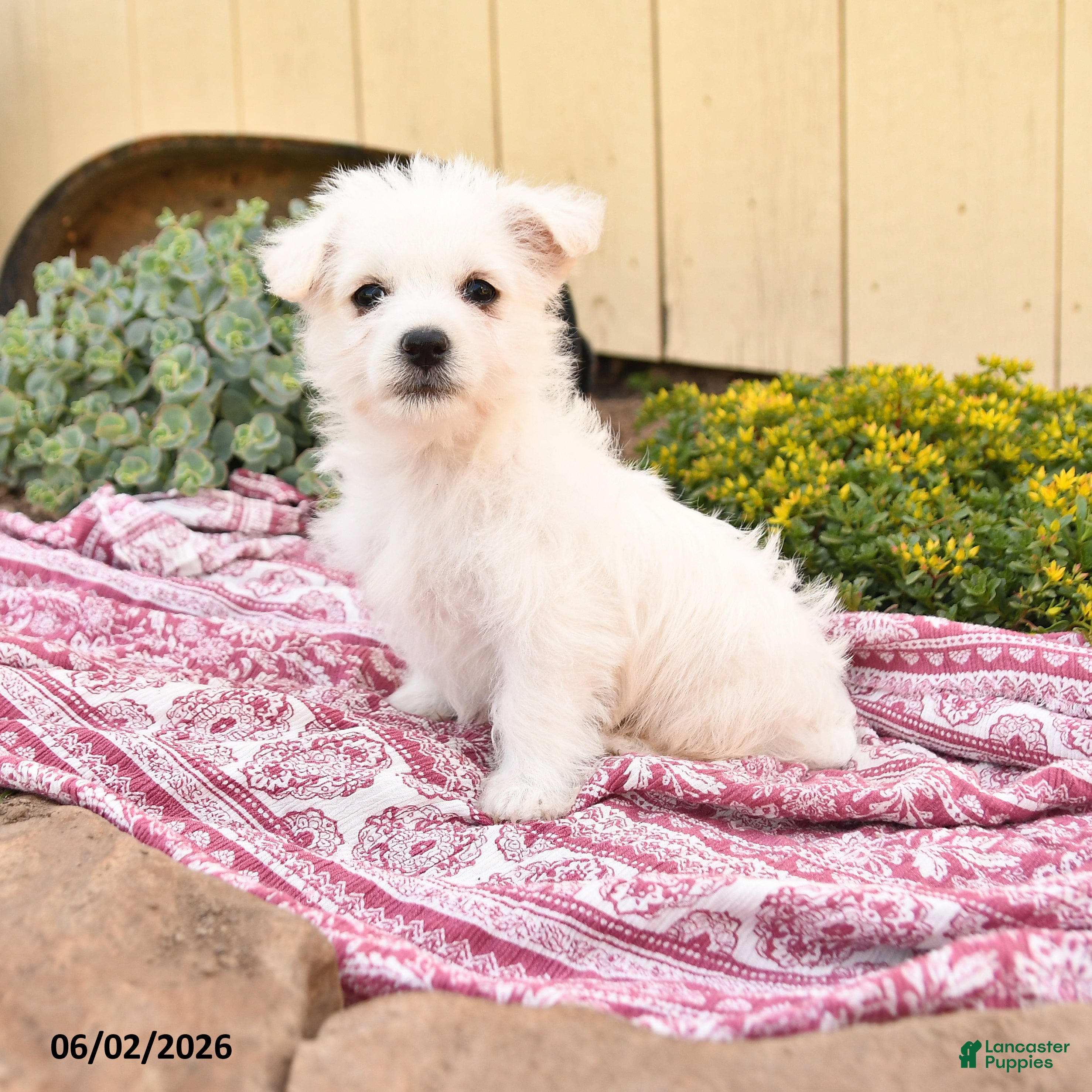 Westiepoo dogs for sale: Beth - Ad 1
