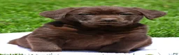 Labrador Retriever dogs for sale: Chase - Ad 2