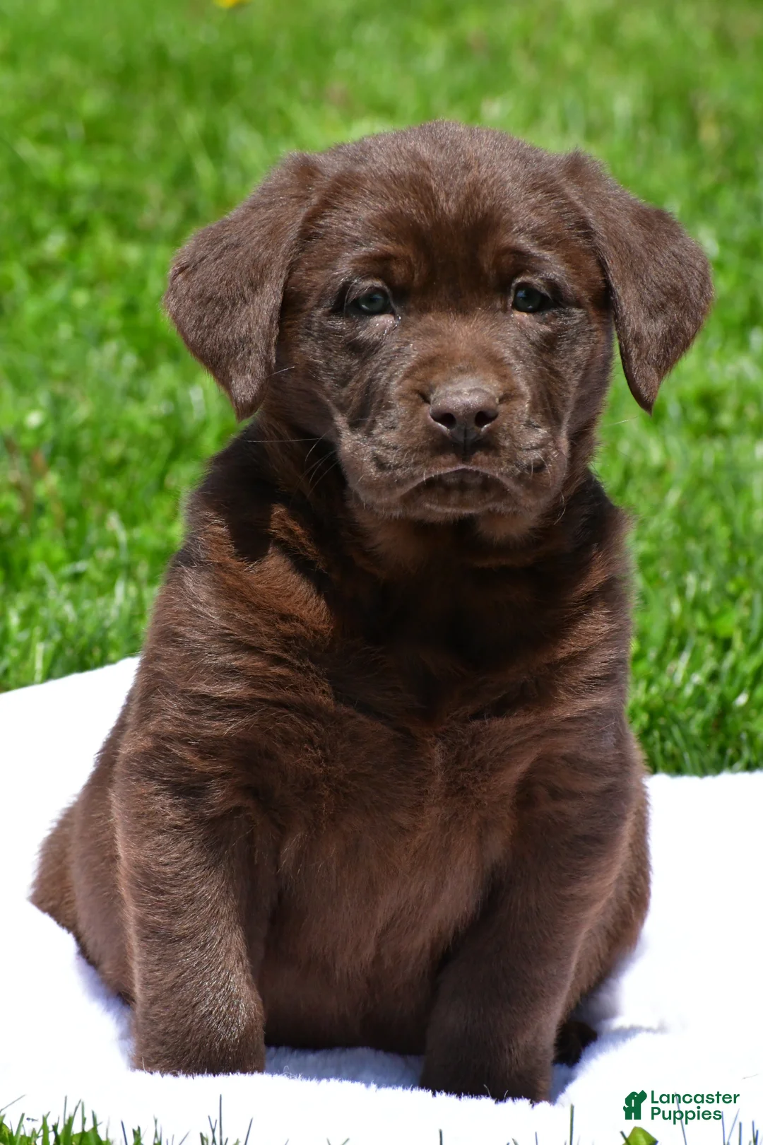 Labrador Retriever dogs for sale: Chase - Ad 2