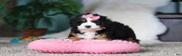 Mini Bernedoodle dogs for sale: Opal - Ad 6