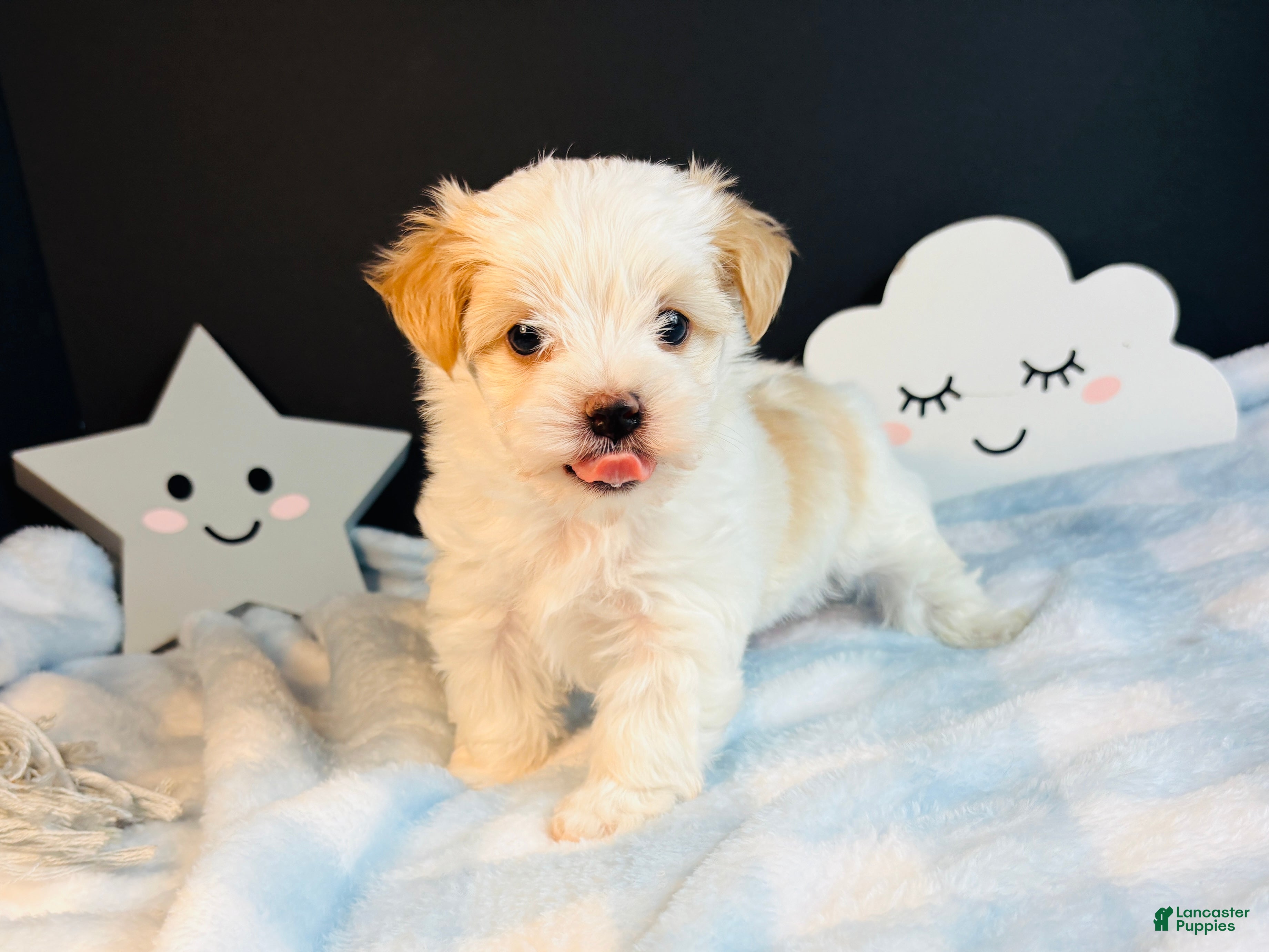 Morkie dogs Morkie 1 - Ad 1