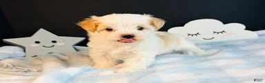 Morkie 1