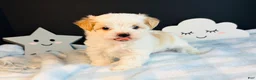 Morkie dogs for sale: Morkie 1 - Ad 1
