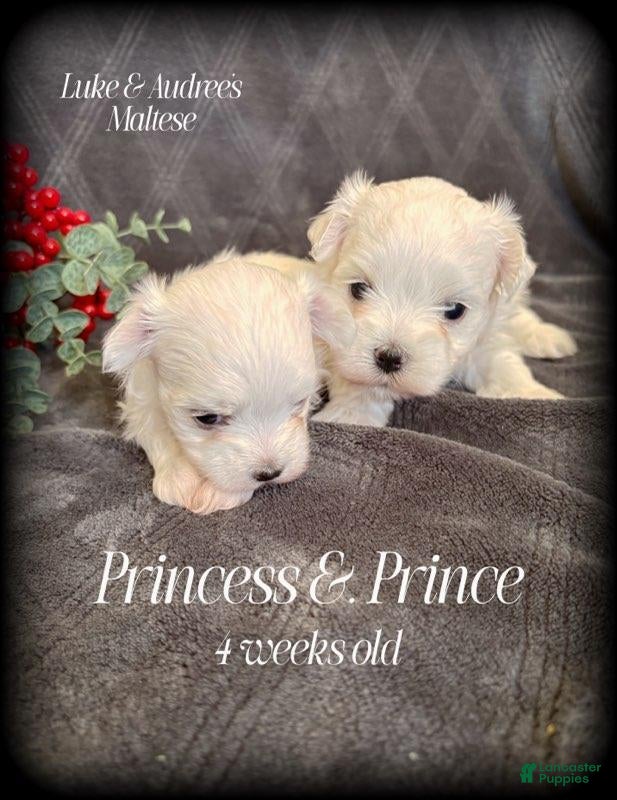 Maltese dogs Prince- Small boy, 5 lb adult  - Ad 1