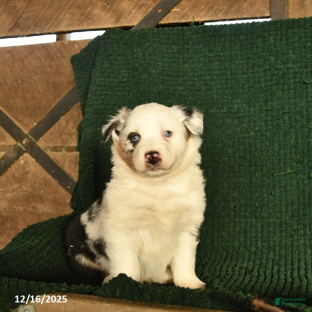 Australian Shepherd dogs for sale: Harley  - Ad 2