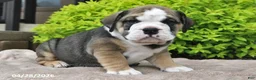 Beabull dogs for sale: Marlee - Ad 5