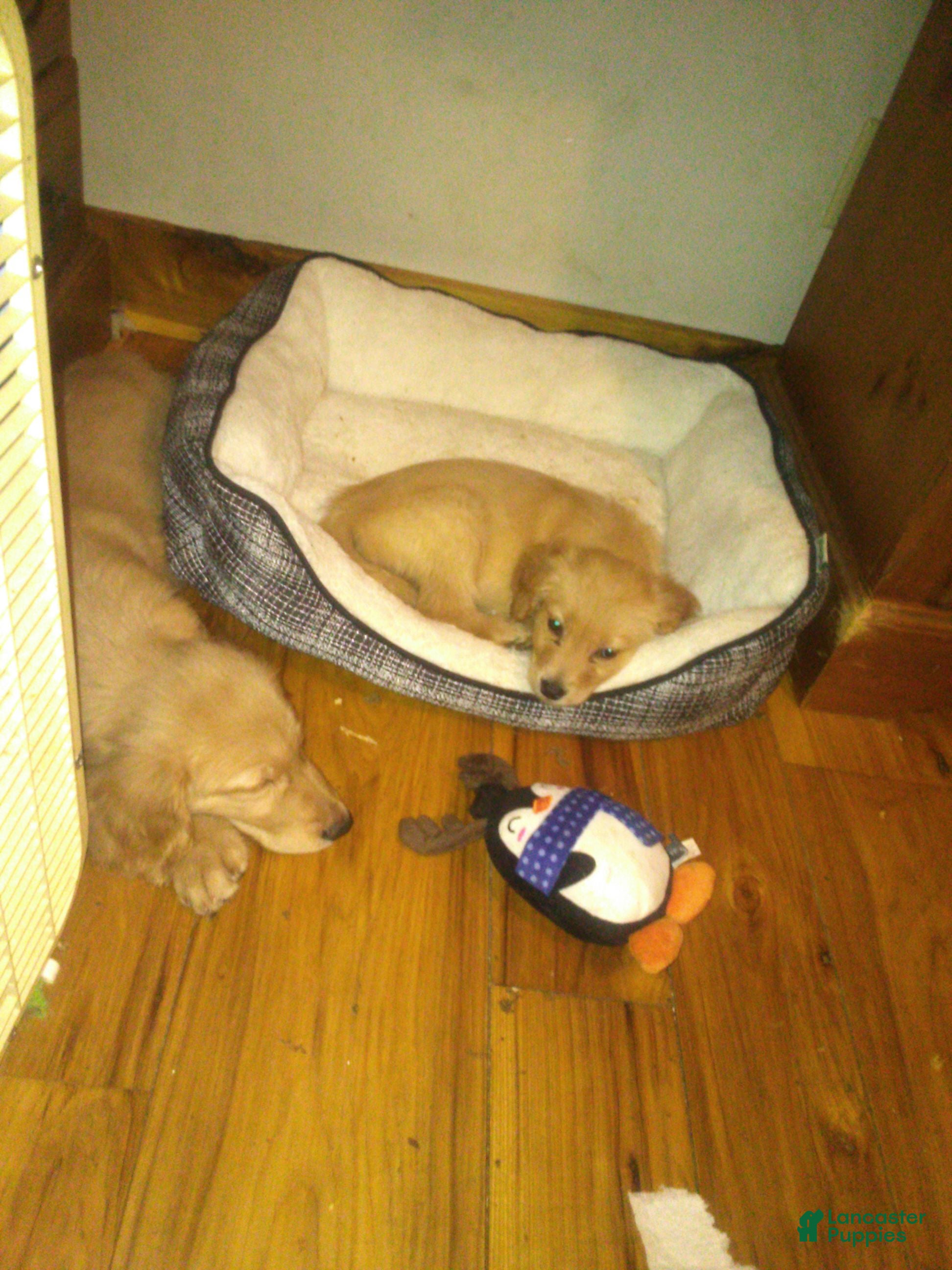 Golden Retriever dogs Lea - Ad 18