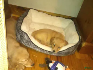 Golden Retriever dogs Lea - Ad 18