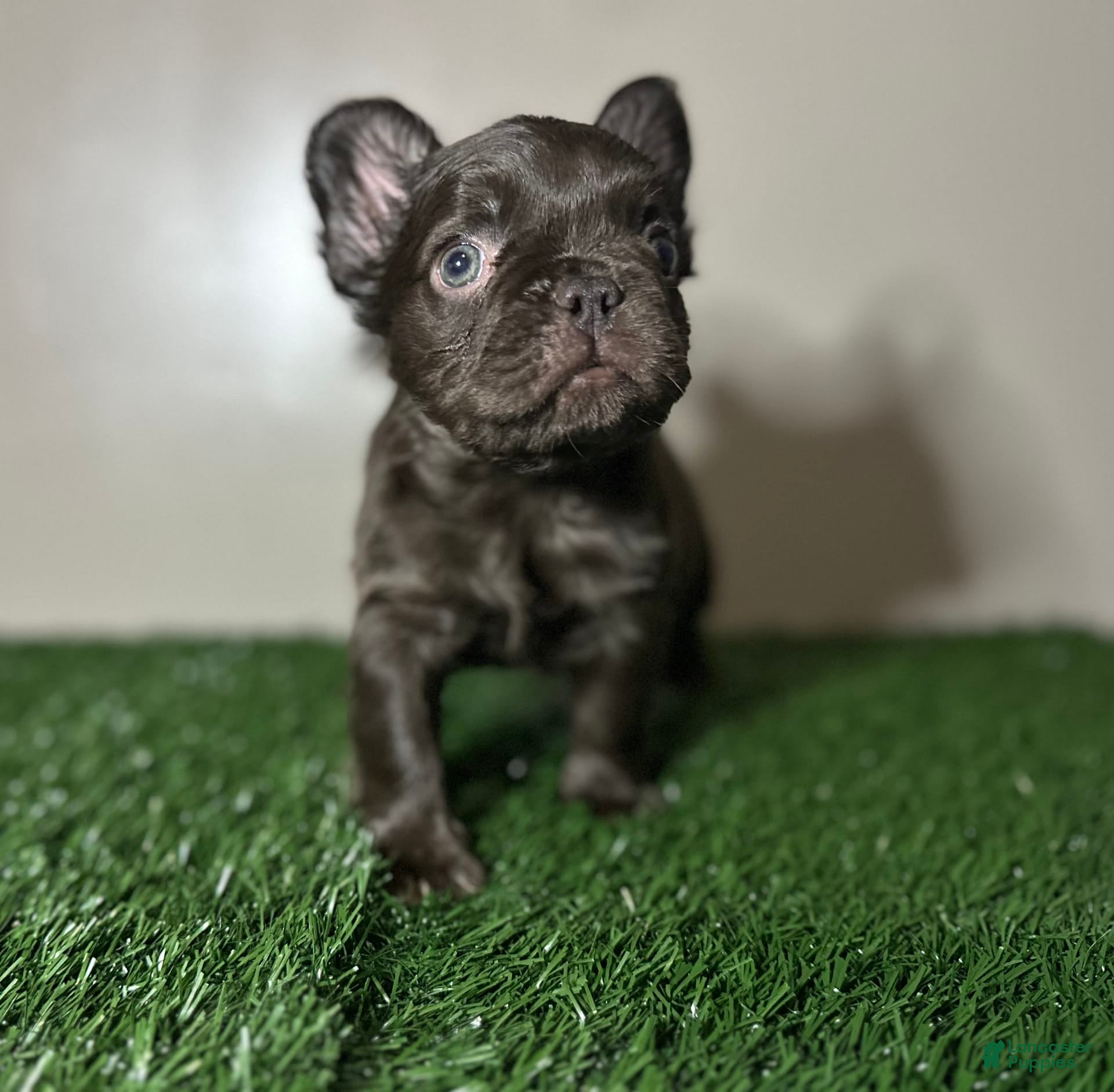 Pointy Ears French Bulldog Rose Ears Bulldogs Born With Do French - Main Image
