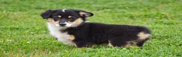 Welsh Corgi Pembroke dogs for sale: Jacey - Ad 3
