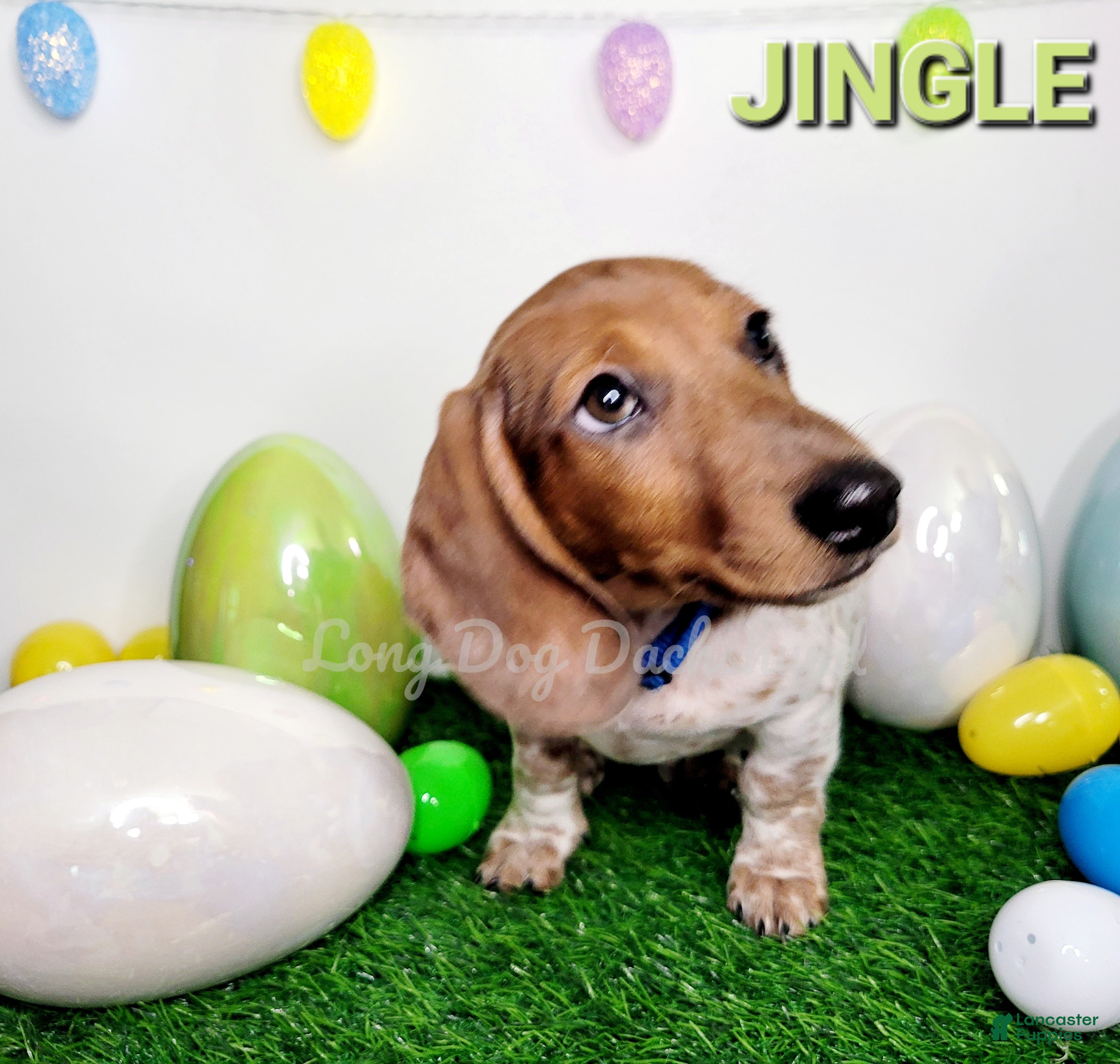 Miniature Dachshund dogs Jingle Miniature Dachshund Puppy 1 - Ad 1