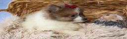 Pomeranian dogs for sale: Everest🐾 - Ad 12