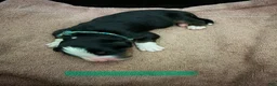 Bernese Mountain Dog dogs for sale: Teal - Ad 14