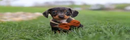 Miniature Dachshund dogs for sale: Leo - Ad 8