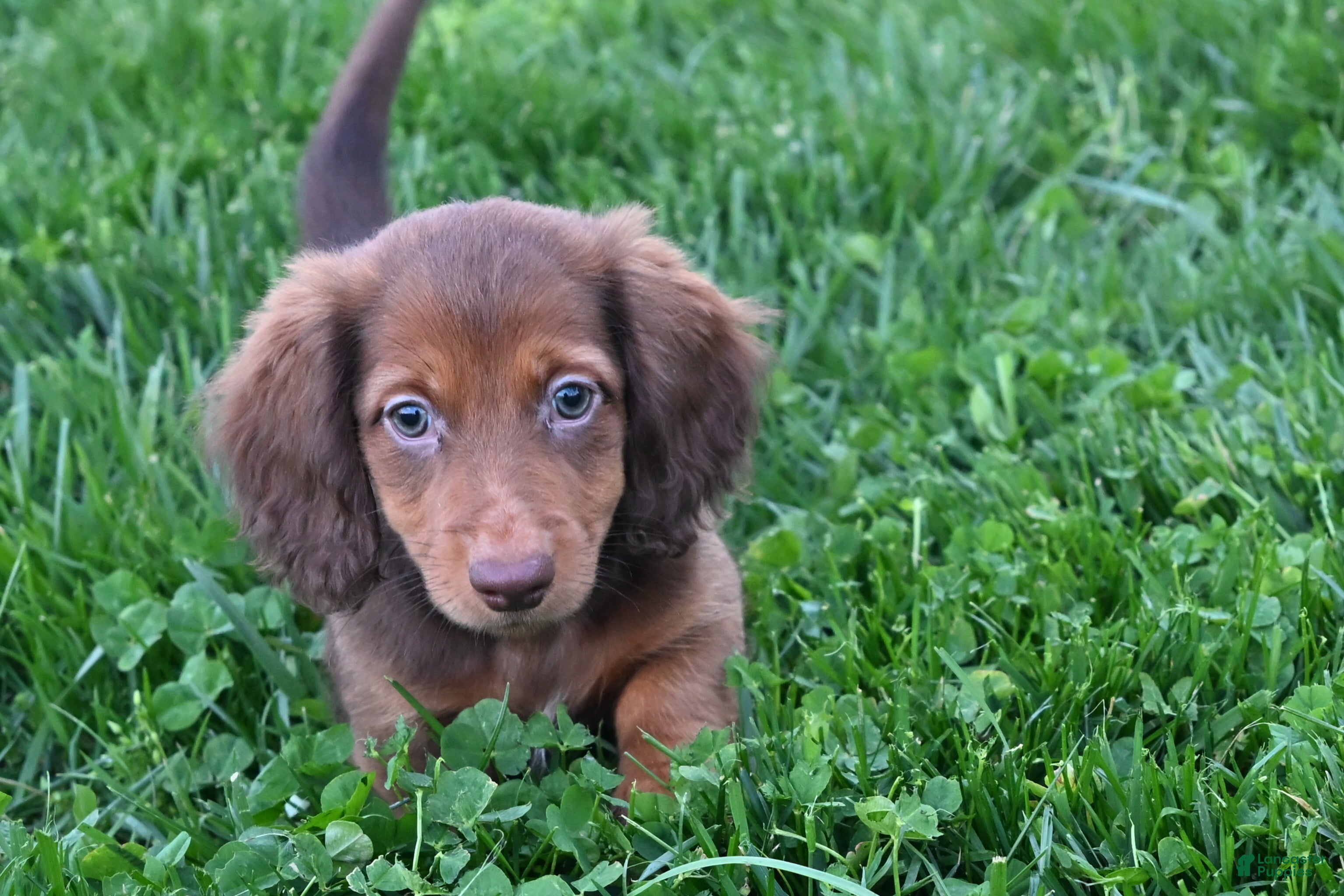 Miniature Dachshund dogs AKC Alice - Ad 2