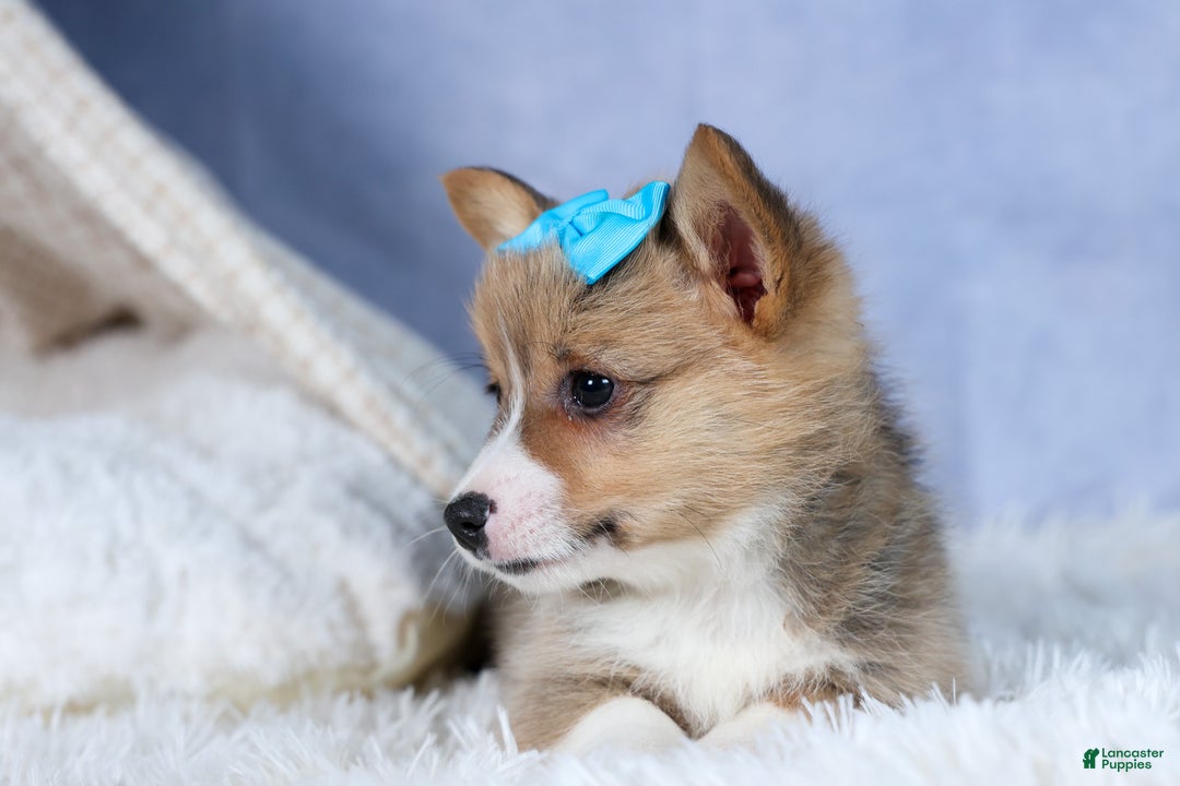 Welsh Corgi Pembroke dogs for sale: Ace - Ad 15