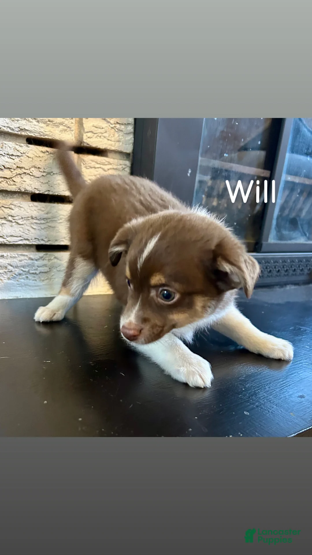 Miniature Australian Shepherd dogs for sale: Will - Ad 1