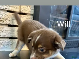 Miniature Australian Shepherd dogs Will - Ad 29