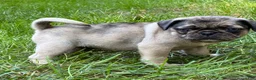 Pug dogs for sale: Toby - Ad 8