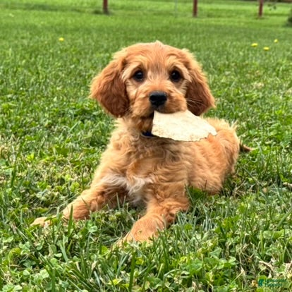 Mixed Breed dogs Billy - Ad 1