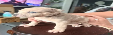 chips
