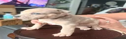 Mixed Breed dogs for sale: chips - Ad 1