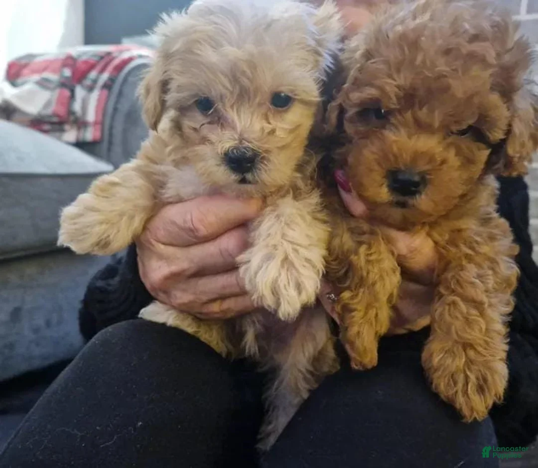 Maltipoo dogs for sale: Stacy - Ad 6