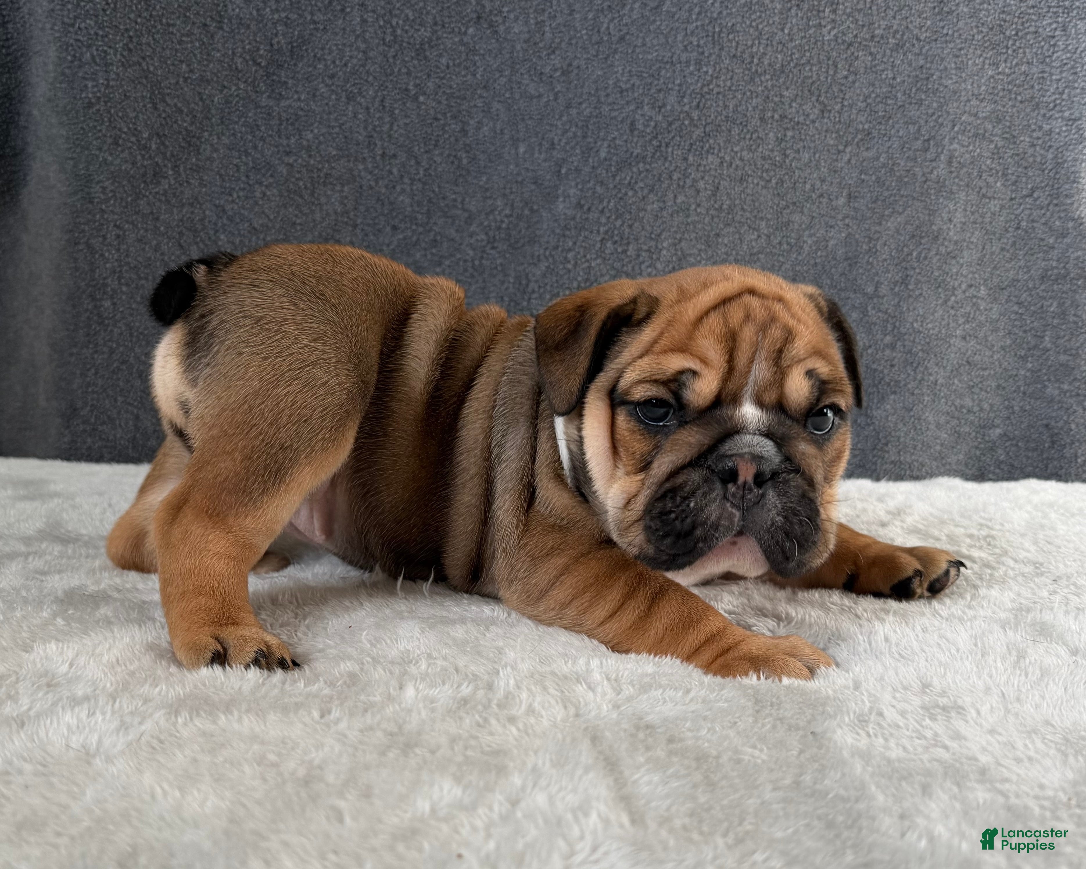 English Bulldog dogs Goldie - Ad 29