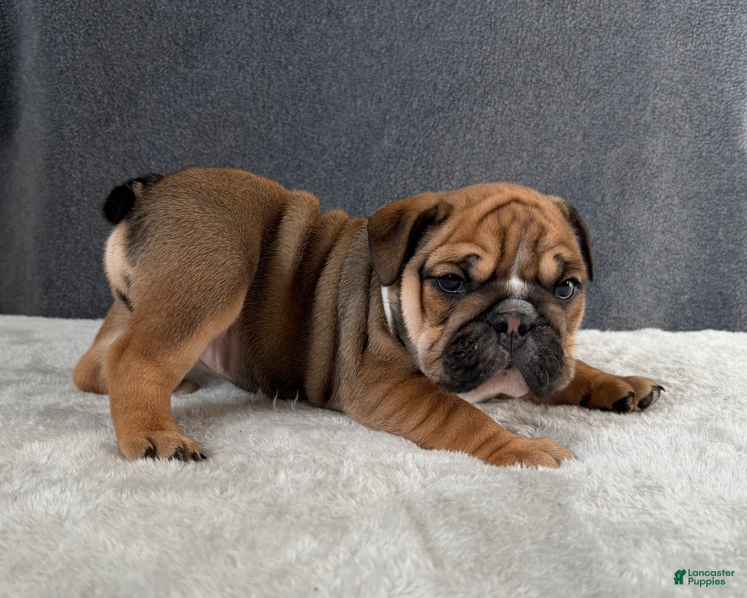 English Bulldog dogs for sale: Goldie - Ad 1
