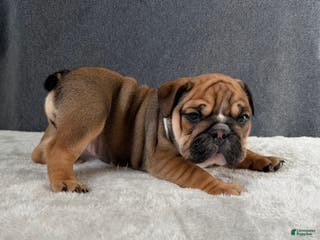 English Bulldog dogs for sale: Goldie - Ad 2