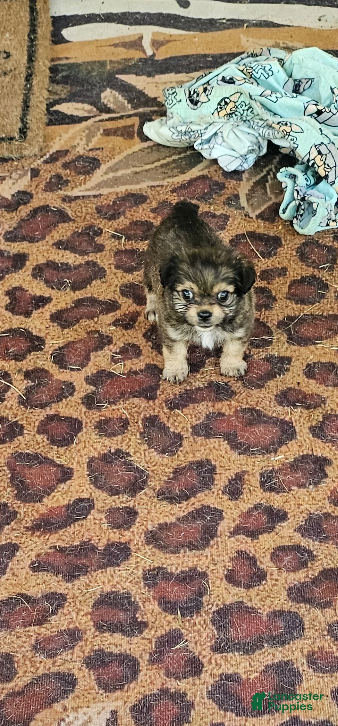Yorkshire Terrier dogs for sale: Coty ..Yorkshire Terrier male - Ad 2