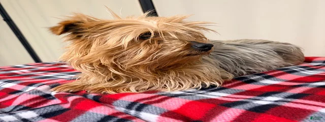 Bella