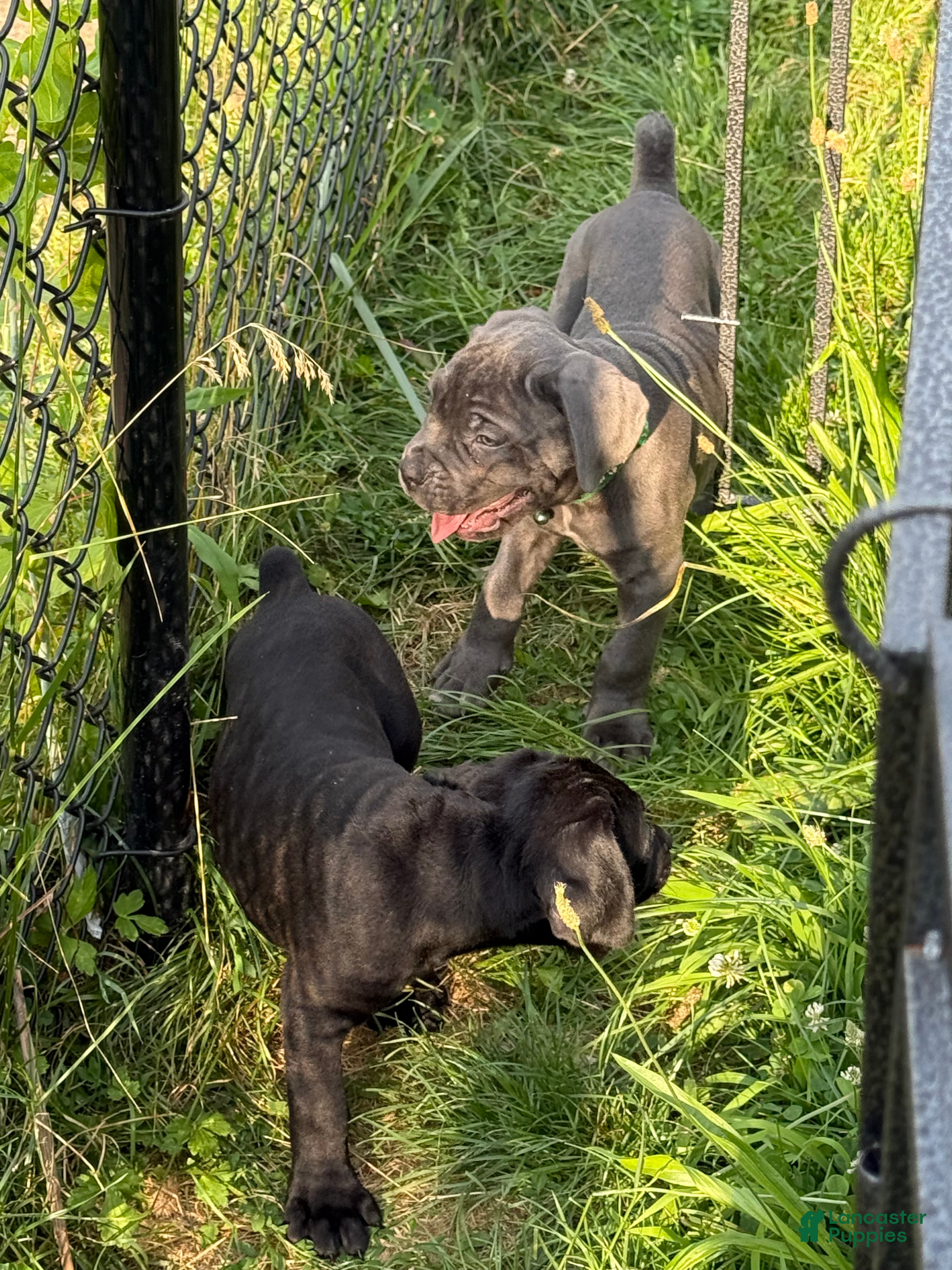 Cane Corso dogs Ghost - Ad 2