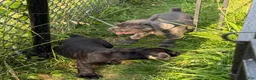 Cane Corso dogs for sale: Ghost - Ad 2