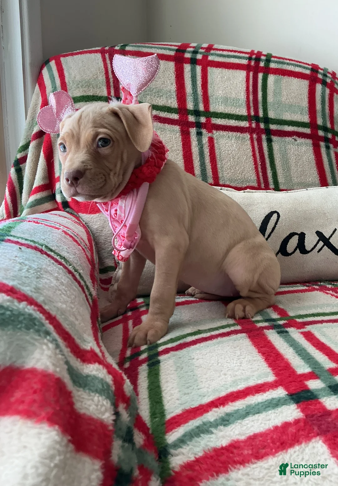 American Bully dogs for sale: Bossy Boo - Ad 1