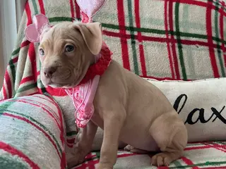 American Bully dogs Bossy Boo - Ad 1