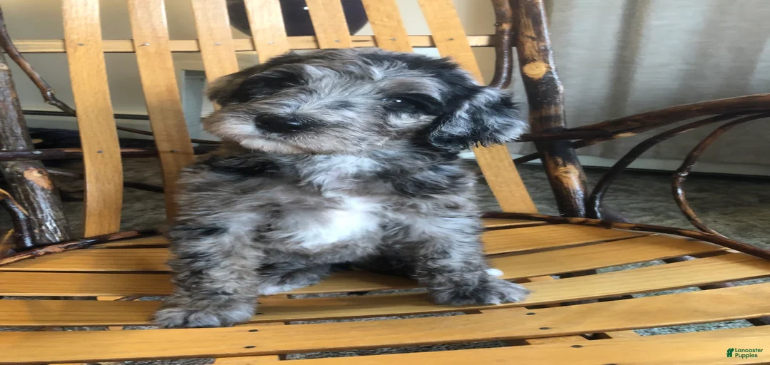 Gallery Image {{count}}